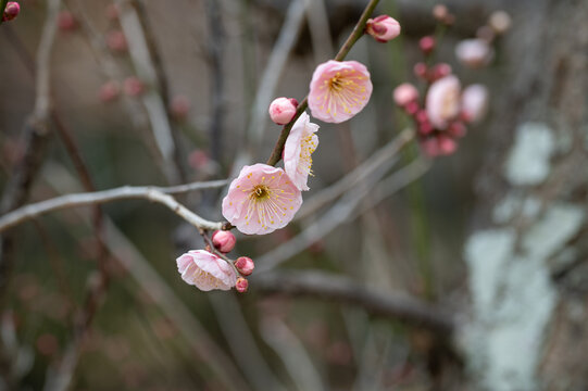 Close up of pink plum blossom flowers and buds blooming on branch in spring