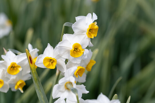 White daffodil flowers blooming in spring garden with blurred green background