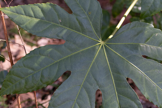 Close up of large green fatsia japonica leaf with clear veins in natural sunlight