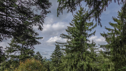 Baumwipfelweg Bayrischer Wald © RS.Foto