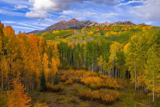 View of Kebler Pass featuring vibrant autumn aspen trees with golden foliage and Ruby Peak in the background under a blue sky in Gunnison County, Colorado, United States.