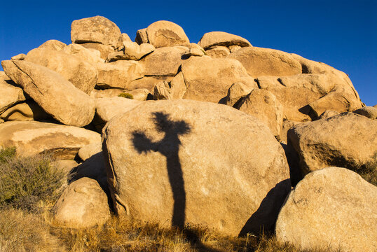 View of a Joshua tree shadow cast upon large weathered desert boulders under a clear blue sky in Joshua Tree, California, United States.