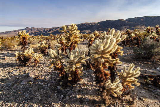 View of the Cholla Cactus Garden with numerous spiny cholla cacti under a clear blue sky in the desert landscape of Joshua Tree, California, United States.