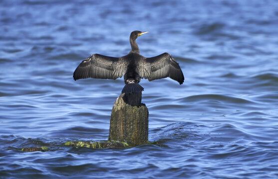 Kormoran (Phalacrocorax carbo) trocknet sein Gefieder auf einer hohen Buhne im blauen Meer - Bansin, Insel Usedom, Ostsee, Deutschland