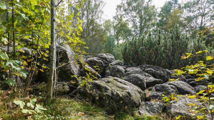 Baumwipfelweg Bayrischer Wald © RS.Foto