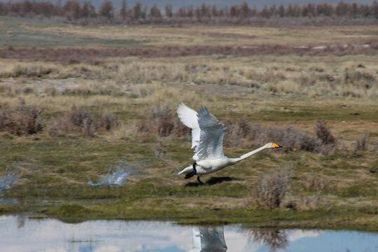 Whooper Swan Taking Off from Water in the Kosh-Agach District, Altai