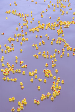 View of numerous yellow rubber ducks floating on a purple surface in Honolulu, Hawaii, United States.