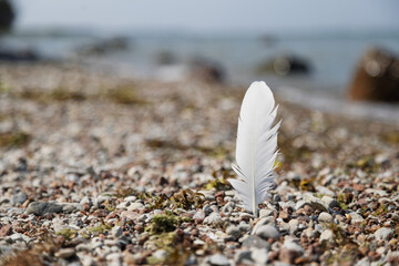 A single white feather stands upright on a pebble beach near the sea. © DBA