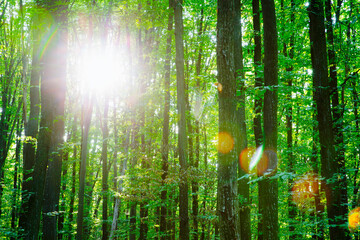 Forest trees. Nature green wood sunlight backgrounds © photolink