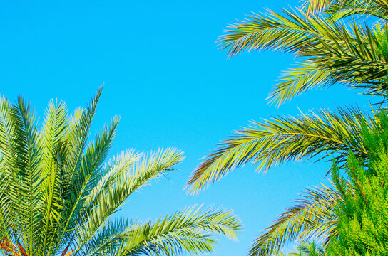 Palm trees, beautiful tropical background