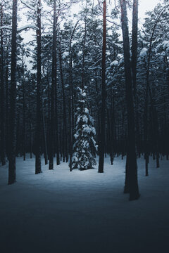 View of Lahemaa National Park featuring tall pine trees covered in snow during a cold winter day in Estonia.