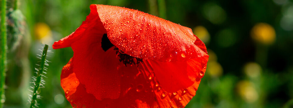 Vibrant red poppy photographed close-up with water droplets on its petals against a soft green meadow background, evoking freshness, springtime beauty, nature, and delicate floral detail.