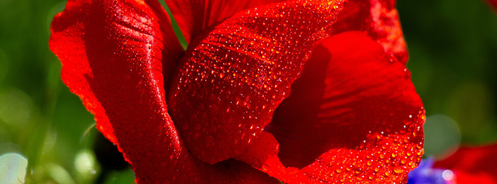 A vivid close-up of a red poppy covered in sparkling dewdrops, highlighting textured petals and vibrant color against a soft green meadow background, evoking freshness, romance, and springtime beauty.