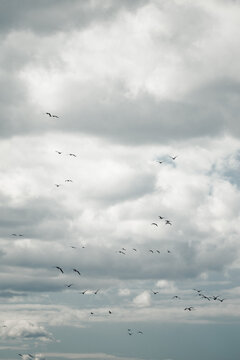 View of a flock of birds flying through a cloudy sky in Kunda, Laane-Viru County, Estonia.