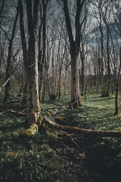 View of a lush forest floor covered in green vegetation with mossy tree trunks and fallen logs in Kunda, Laane-Viru County, Estonia.