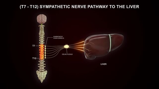 T7 to T12 - The sympathetic nerve pathway to the liver 3D animation video