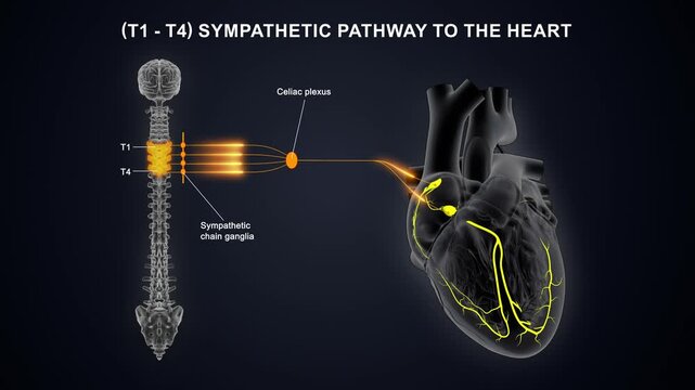 T1 to T4 - The sympathetic nerve pathway to the heart 3D animation video