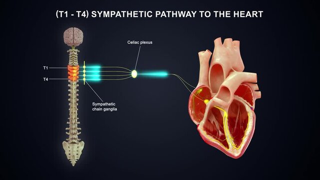 T1 to T4 - The sympathetic nerve pathway to the heart 3D animation video