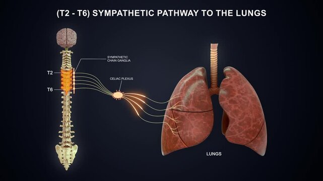 T2 to T6 - The sympathetic nerve pathway to the lungs 3D animation video