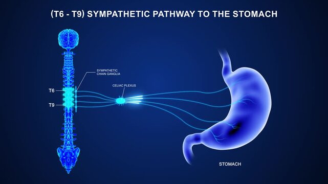 T6 to T9  The sympathetic nerve pathway to the stomach 3D animation video