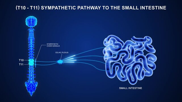 T10 - T11 The sympathetic nerve pathway to the small intestine 3D animation video