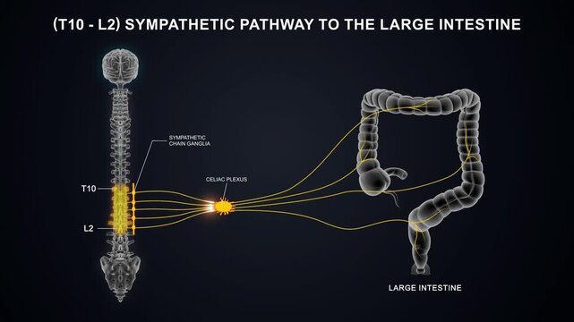T10 - L2 The sympathetic nerve pathway to the large intestine 3D animation video