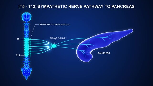 T5 to T12 The sympathetic nerve pathway to the pancreas 3D animation video
