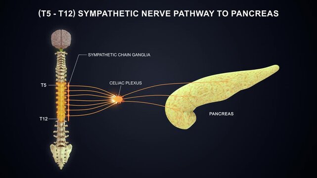 T5 to T12 The sympathetic nerve pathway to the pancreas 3D animation video