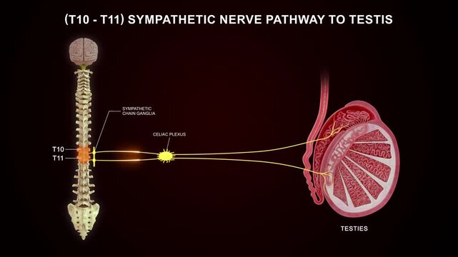 T10 to T11 - The sympathetic nerve pathway to the testis 3d animation