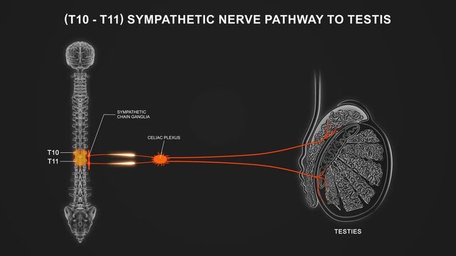 T10 to T11 - The sympathetic nerve pathway to the testis 3d animation