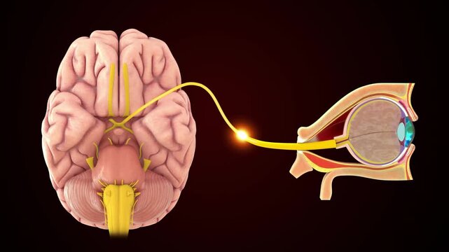 The Optic nerve (CN II) connects the back of the eyeball to the brain 3D animation video