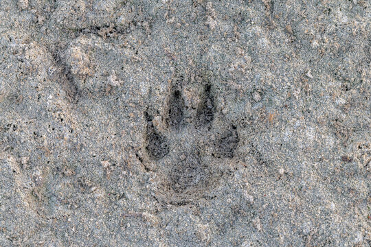 Deep Impression: Paw Print in the Sands