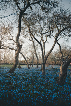 Laane County, Estonia - 29 April 2022: View of Vormsi island landscape featuring a field of blooming blue flowers beneath bare trees in early spring.