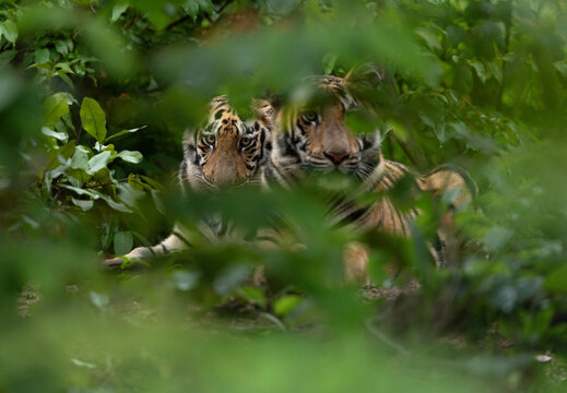 Closeup of Tiger cubs in the jungle through foliage at Tadoba Andhari Tiger Reserve, India