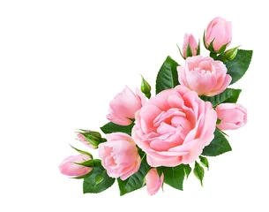 Beautiful floral corner composition with tender pink roses, buds, and green leaves isolated on a clean white background. © preto_perola