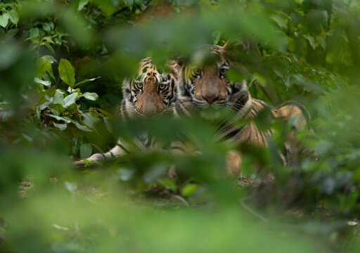 Tiger cubs in the jungle through foliage at Tadoba Andhari Tiger Reserve, India