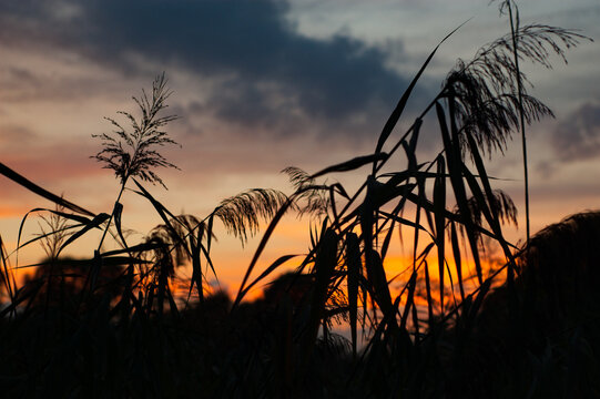 Silhouette of Phragmites australis in a field at sunset