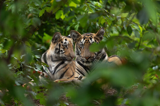 Tiger cubs in the jungle of Tadoba Andhari Tiger Reserve, India