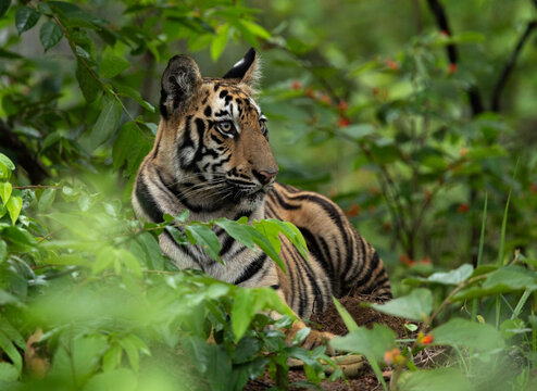 Portrait of a tiger cub in the jungle of Tadoba Andhari Tiger Reserve, India