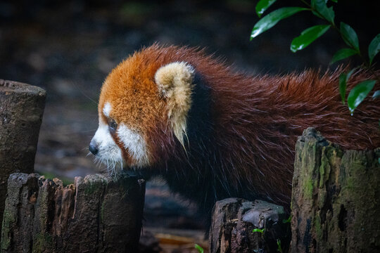 View of a red panda standing near tree stumps at the Chengdu Research Base of Giant Panda Breeding in Chengdu, Sichuan, China.