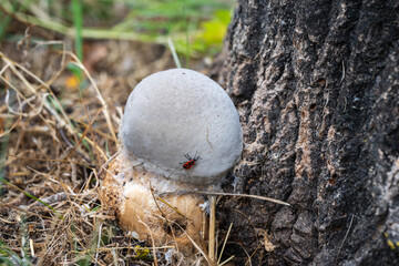 Obraz premium A rounded white puffball mushroom sits at the base of a textured tree trunk with a small red bug crawling across its surface