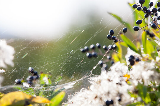 Ligustrum berries and spider web