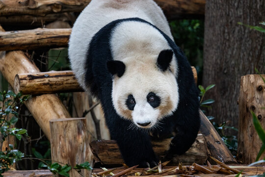 View of a giant panda walking on wooden logs at the Chengdu Research Base of Giant Panda Breeding in Chengdu, Sichuan, China.