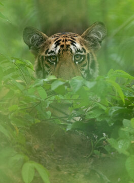 A portrait of a tiger cub in green at Tadoba Andhari Tiger Reserve, India