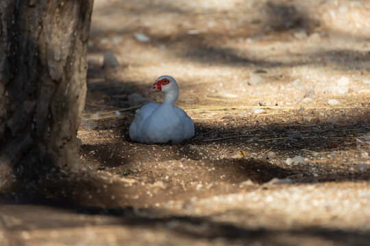 White Muscovy duck with red facial caruncles resting in dappled shade on ground