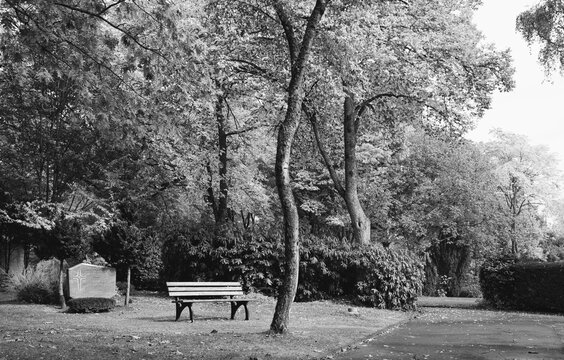 Sehr Herbstliche warme Situation im Park und Wald Friedhof mit Sitzbank und Hecken, in schwarz_wei&szlig; Umsetzung