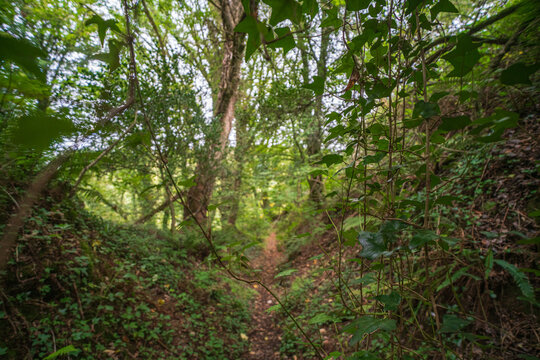 View of a lush woodland path winding through the dense trees and ivy-covered slopes of Luxulyan Valley in Luxulyan, Cornwall, United Kingdom.