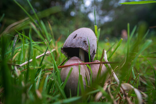 View of wild mushrooms growing in the lush green grass of the woodland floor in Luxulyan, Bodmin, Cornwall, United Kingdom.