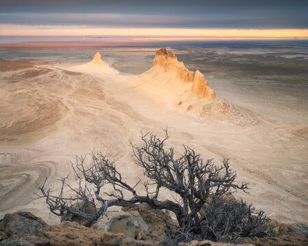 View of the dramatic limestone rock formations of the Bozzhyra tract in the desert landscape with a gnarled tree in the foreground at sunset, Mangistau, Mangystau Region, Kazakhstan.