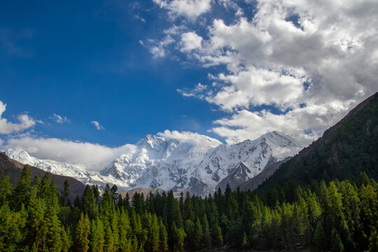 View of the snow-capped Nanga Parbat mountain rising above a dense pine forest under a bright blue sky with scattered clouds, Fairy Meadow, Gilgit, Pakistan.